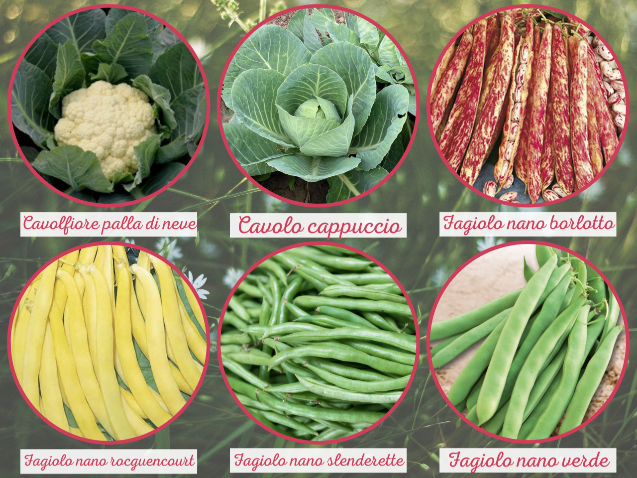 ORTAGGI E PIANTE AROMATICHE